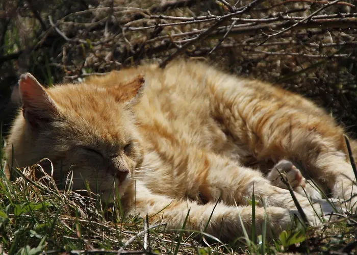 Sonnleit'n 6 * 압티나우